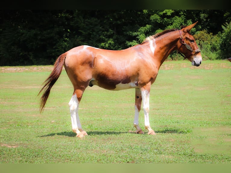 Muł Wałach 11 lat 147 cm Bułana in Flemingsburg Ky