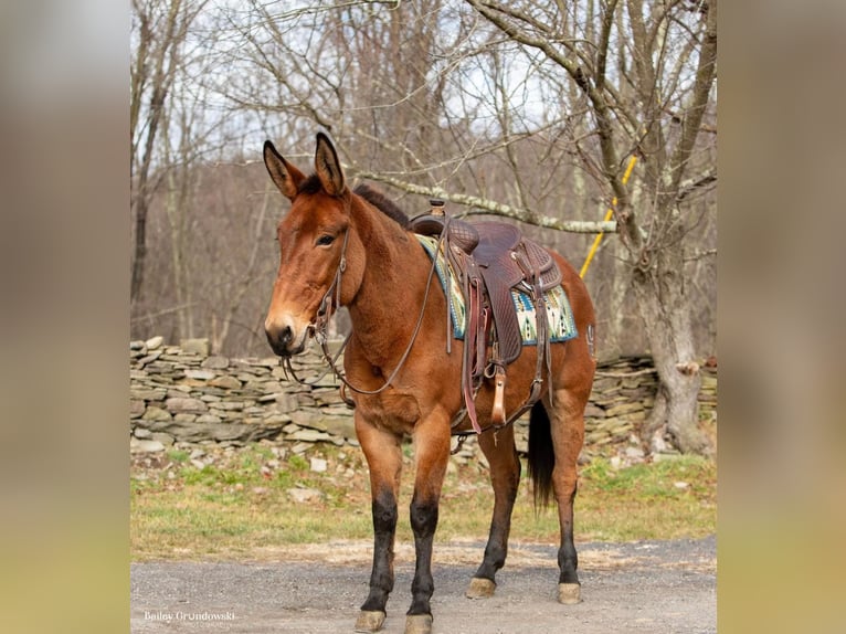 Muł Wałach 11 lat 150 cm Bułana in Everette PA