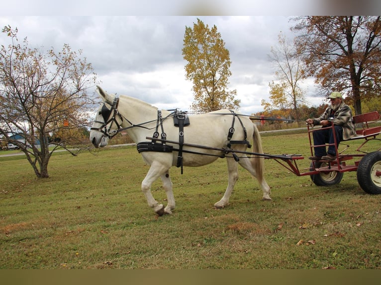 Muł Wałach 11 lat 170 cm Biała in Highland MI