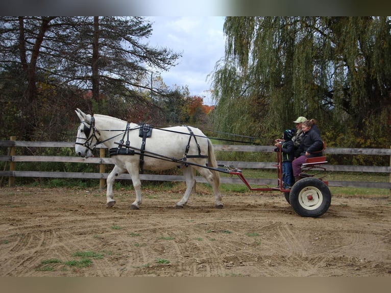 Muł Wałach 11 lat 170 cm Biała in Highland MI