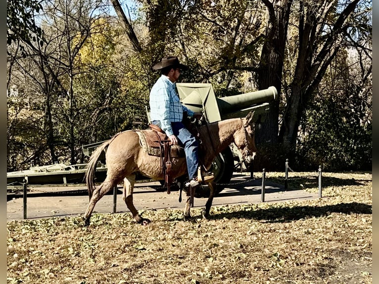 Muł Wałach 12 lat 132 cm Bułana in Cannon Falls