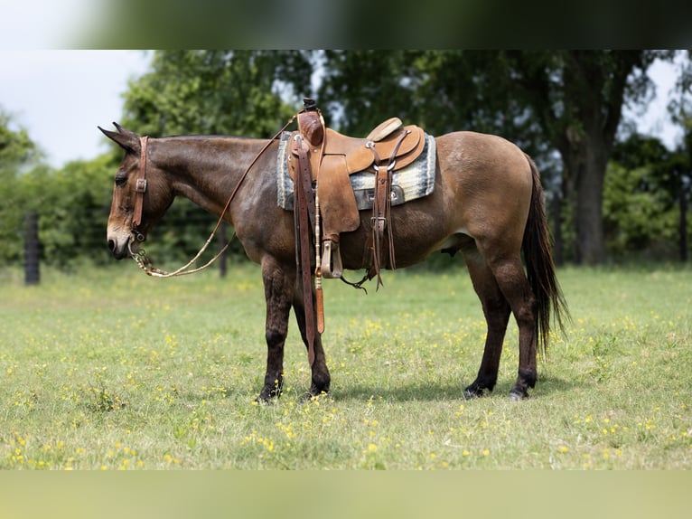 Muł Wałach 12 lat 140 cm Gniada in Lufkin