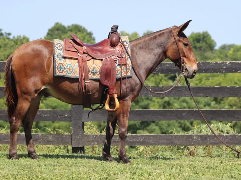 Muł Wałach 13 lat 142 cm Gniada in Brooksville Ky