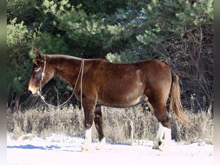 Muł Wałach 13 lat 145 cm Ciemnokasztanowata in Sweet Springs, MO