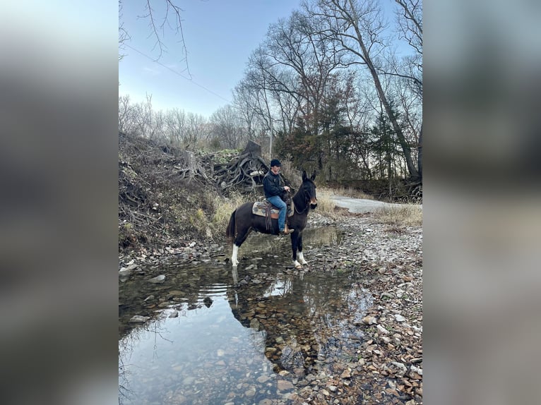 Muł Wałach 13 lat 145 cm Ciemnokasztanowata in Sweet Springs, MO