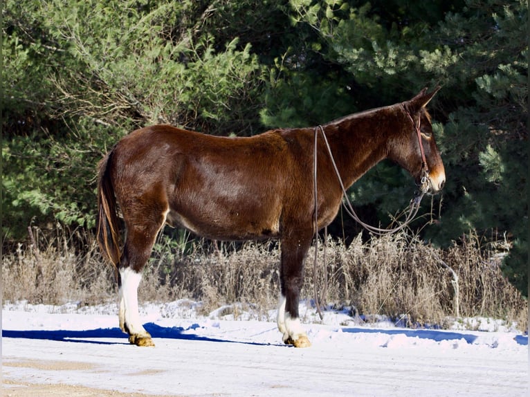 Muł Wałach 13 lat 145 cm Ciemnokasztanowata in Sweet Springs, MO