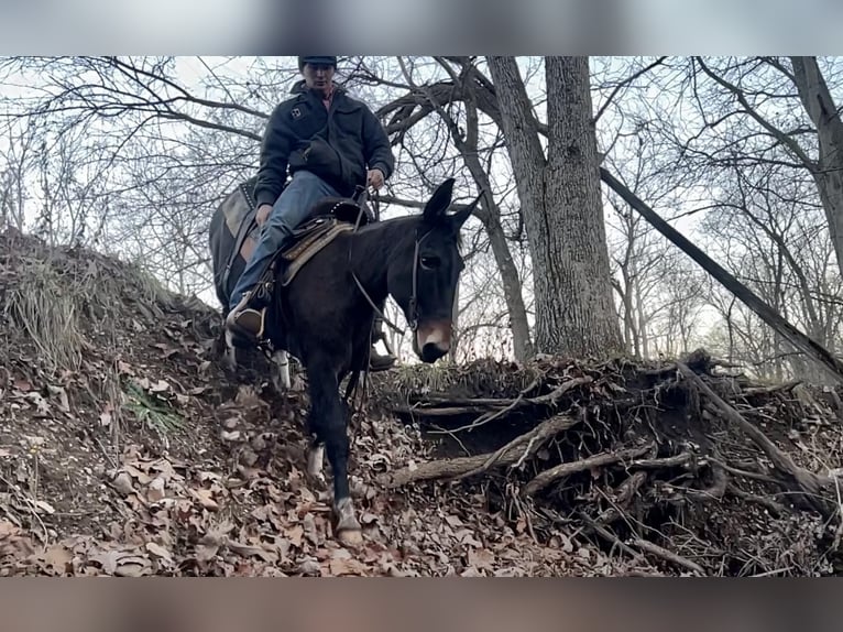 Muł Wałach 13 lat 145 cm Ciemnokasztanowata in Sweet Springs, MO