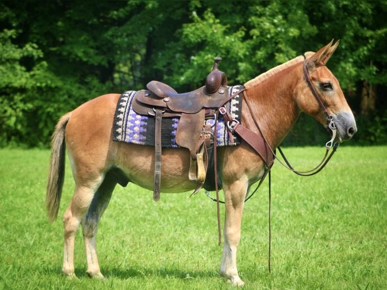 Muł Wałach 13 lat 145 cm Cisawa in Borden, IN