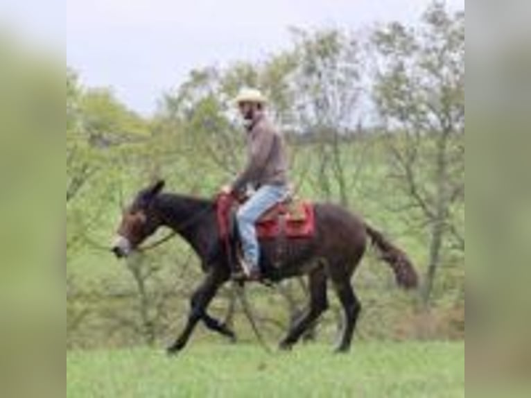 Muł Wałach 13 lat 155 cm Kara in Brooksville Ky