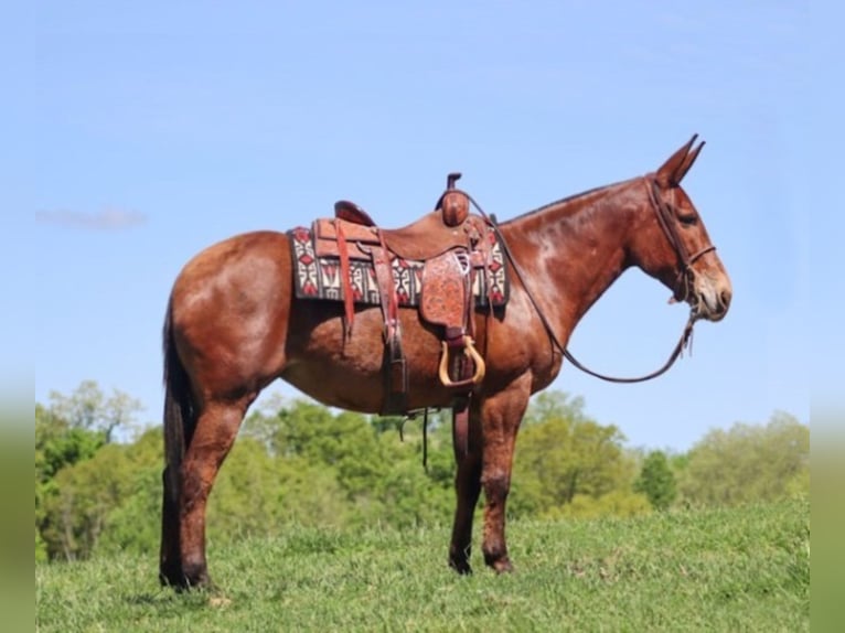 Muł Wałach 13 lat Bułana in Brookesville KY