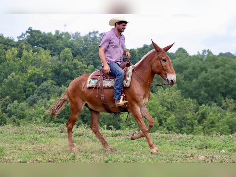 Muł Wałach 14 lat 155 cm Cisawa in Brooksville Ky