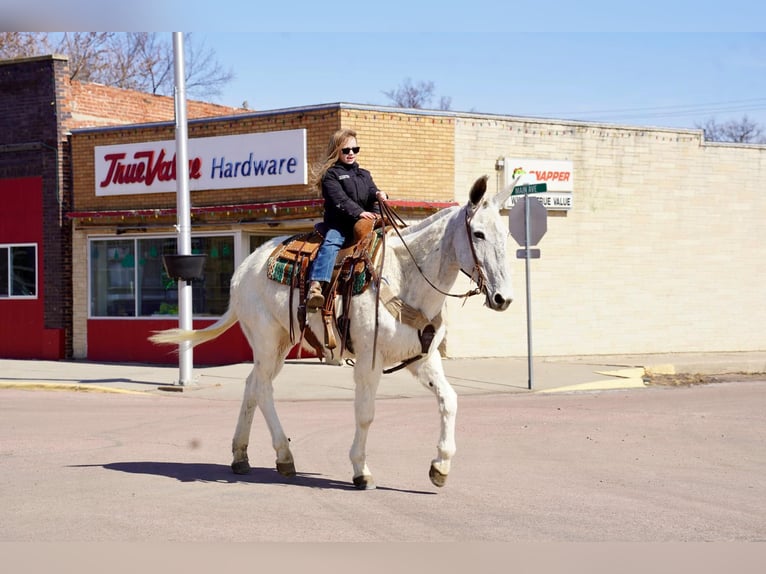 Muł Wałach 14 lat 157 cm Siwa in Corsica, SD