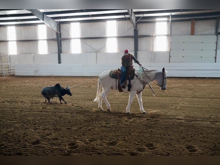 Muł Wałach 14 lat 157 cm Siwa in Corsica, SD