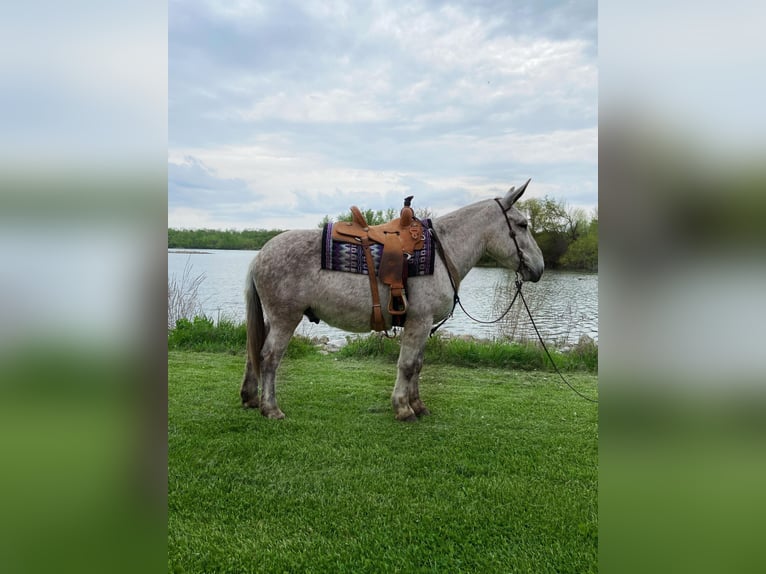 Muł Wałach 14 lat 173 cm Siwa in Van Horne IA