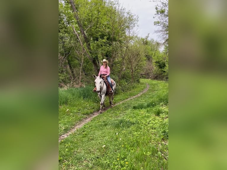 Muł Wałach 14 lat 173 cm Siwa in Van Horne IA