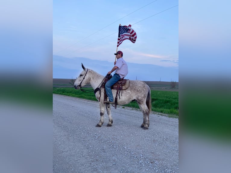 Muł Wałach 14 lat 173 cm Siwa in Van Horne IA