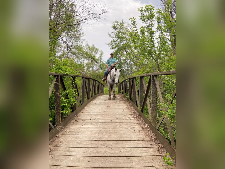 Muł Wałach 14 lat 173 cm Siwa in Van Horne IA