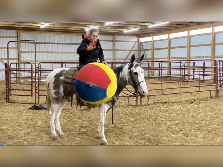 Muł Wałach 15 lat 145 cm Tobiano wszelkich maści in Brooksville Ky