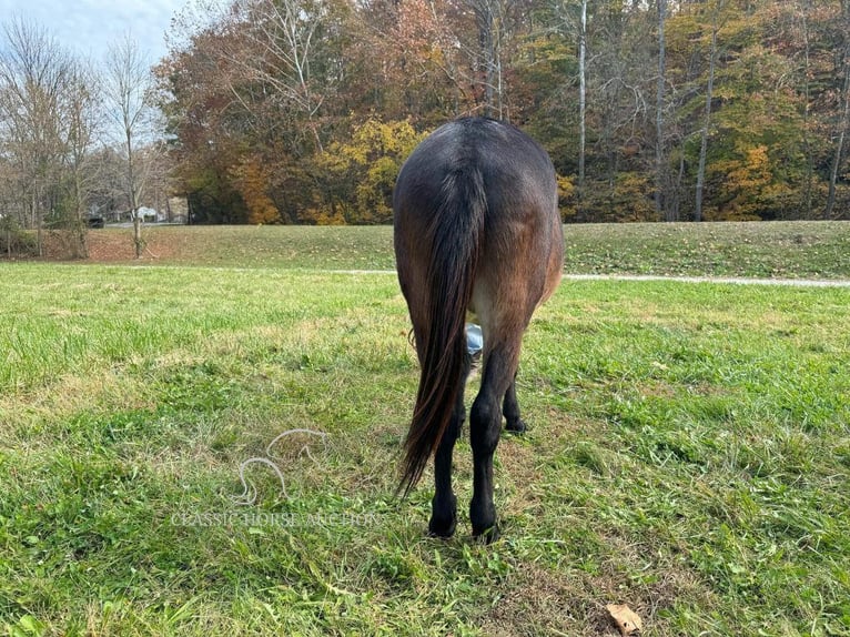 Muł Wałach 15 lat 152 cm Gniada in GRASSY CREEK, KY