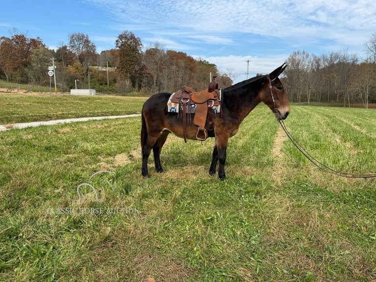 Muł Wałach 15 lat 152 cm Gniada in GRASSY CREEK, KY