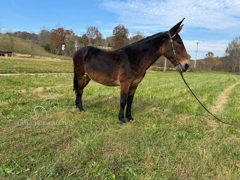 Muł Wałach 15 lat 152 cm Gniada in GRASSY CREEK, KY