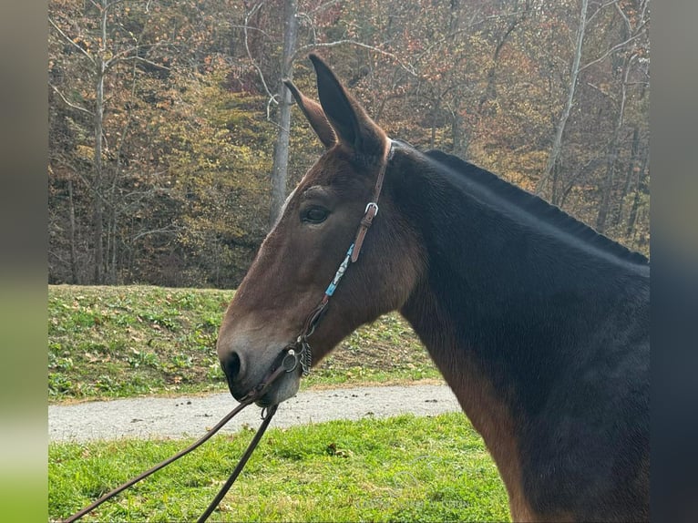 Muł Wałach 15 lat 152 cm Gniada in GRASSY CREEK, KY