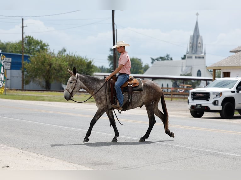 Muł Wałach 5 lat 155 cm Siwa in Huntsville, TX