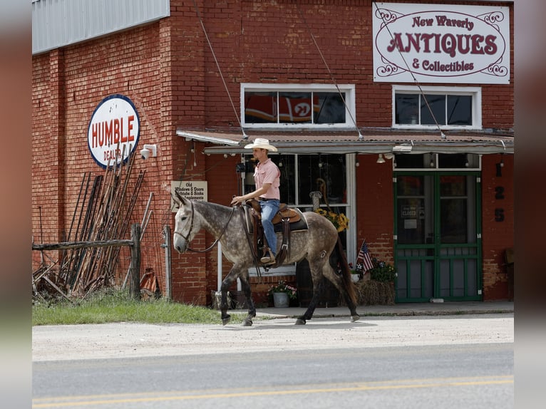 Muł Wałach 5 lat 155 cm Siwa in Huntsville, TX