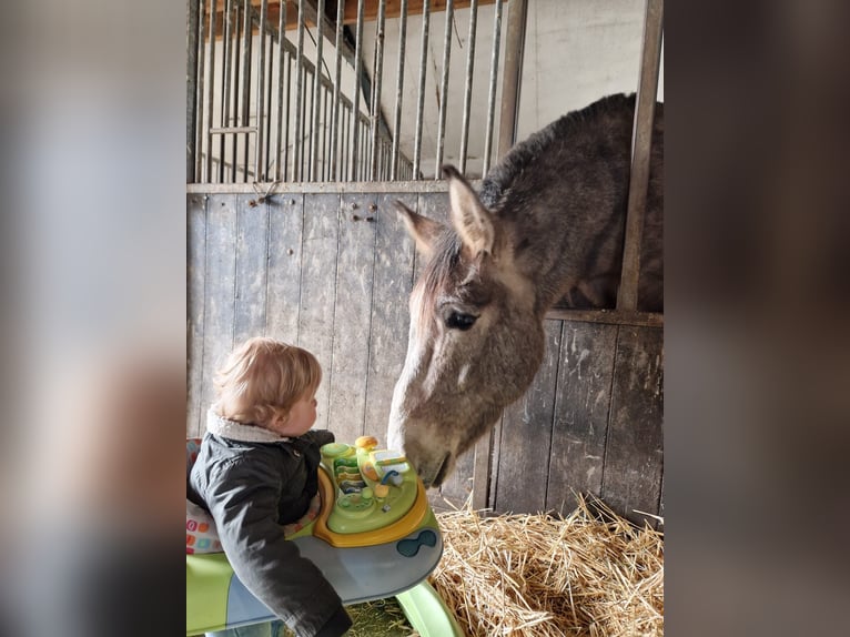 Muł Wałach 7 lat 163 cm Stalowosiwy in Aalten