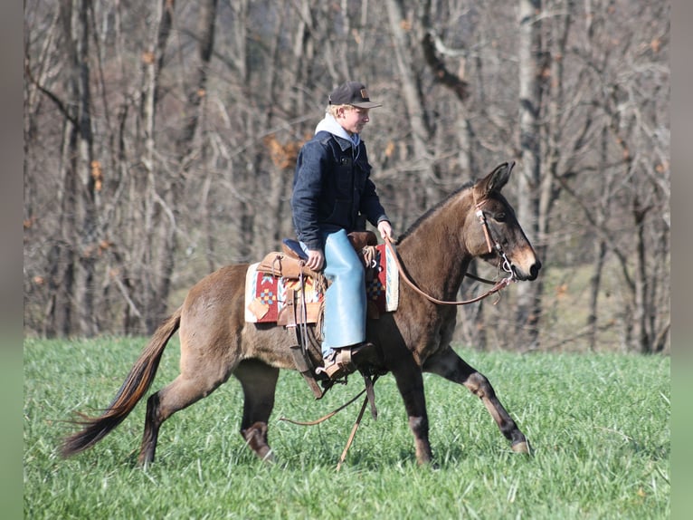 Muł Wałach 8 lat 132 cm Grullo in Mount Vernon