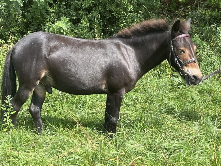 Muł Wałach 9 lat 110 cm Gniada in Ursensollen