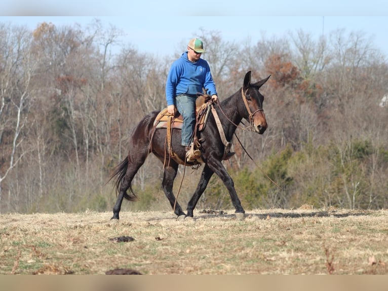 Muł Wałach 9 lat 155 cm Gniada in Brooksville KY