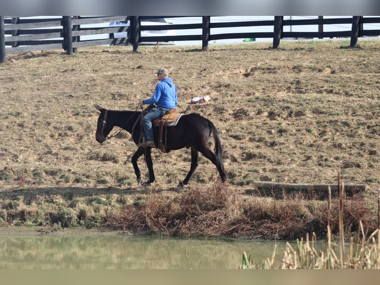 Muł Wałach 9 lat 155 cm Gniada in Brooksville KY