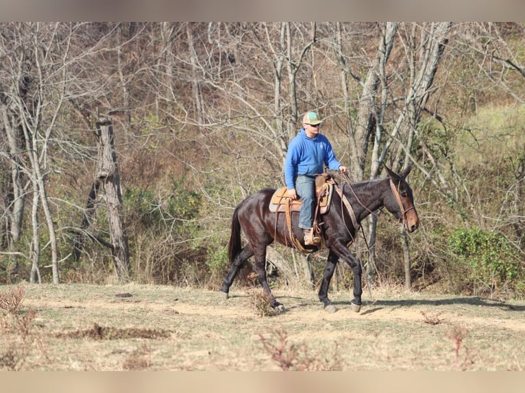 Muł Wałach 9 lat 155 cm Gniada in Brooksville KY