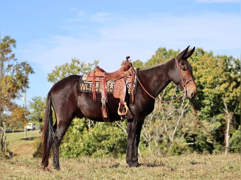 Muł Wałach 9 lat 155 cm Gniada in Brooksville KY