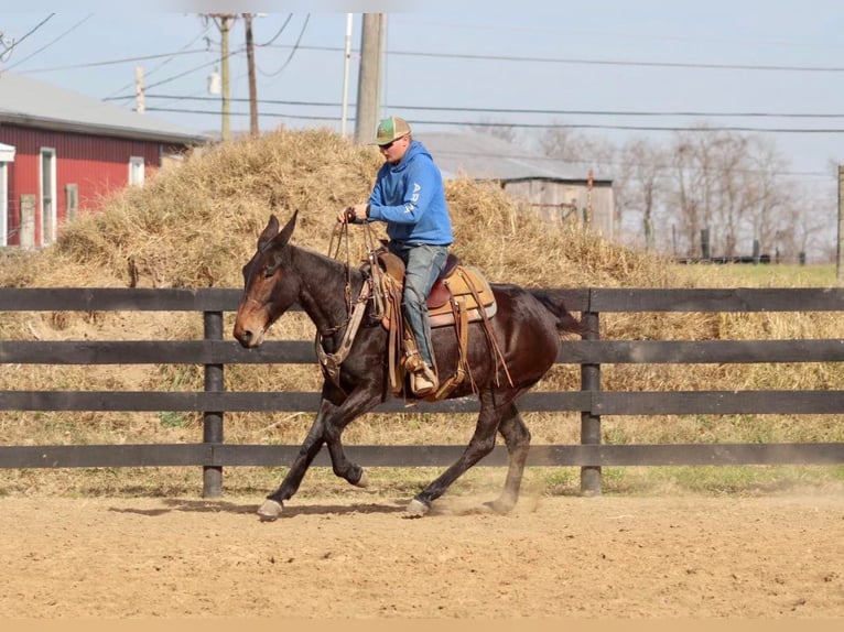 Muł Wałach 9 lat 155 cm Gniada in Brooksville KY