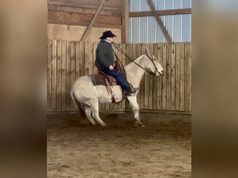 Mula Sto 12 år 142 cm Champagne in Cannon Falls, MN