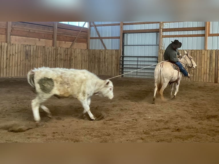 Mula Sto 12 år 142 cm Champagne in Cannon Falls, MN