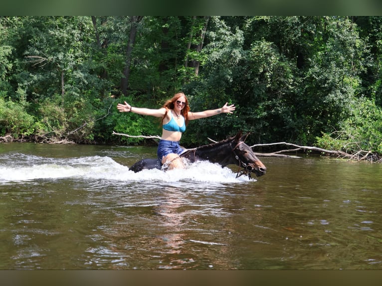 Mula Valack 13 år 135 cm Svart in Howell, MI