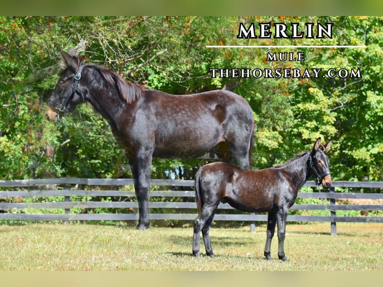 Mula Valack 1 år 135 cm Svart in Pendleton, KY