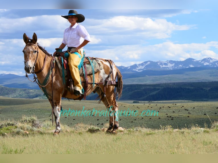 Mula Valack 9 år 145 cm in Laporte, CO