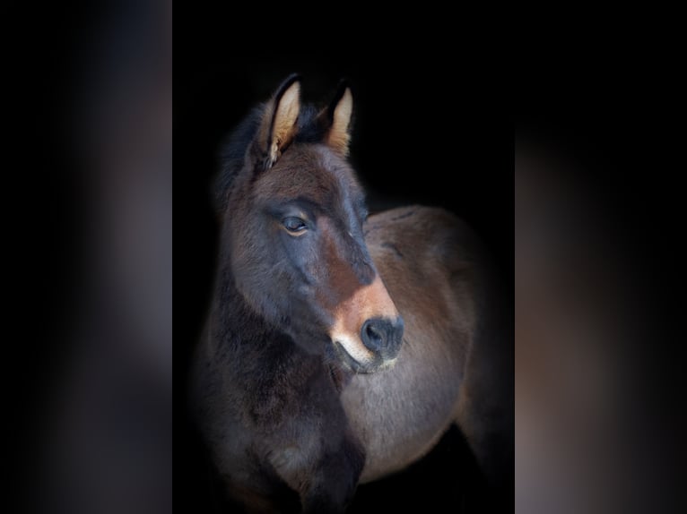 Mule Étalon 11 Ans 110 cm Bai in Wiesloch