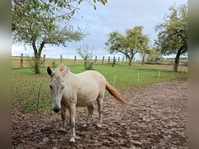 Mule Étalon 15 Ans 150 cm Gris in Kasendorf