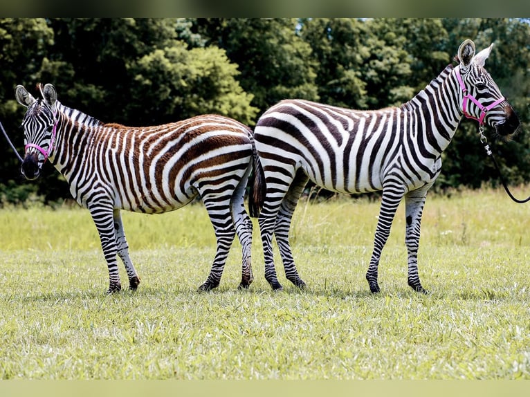 Mule Étalon 9 Ans 122 cm Noir in Fairfield TX