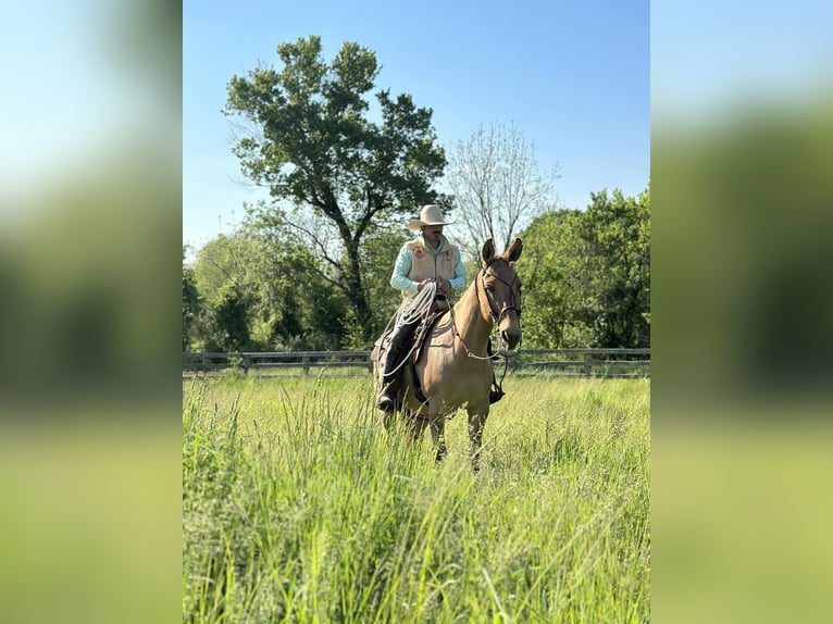 Mule Gelding 10 years 14,1 hh Dun in Cochranville PA