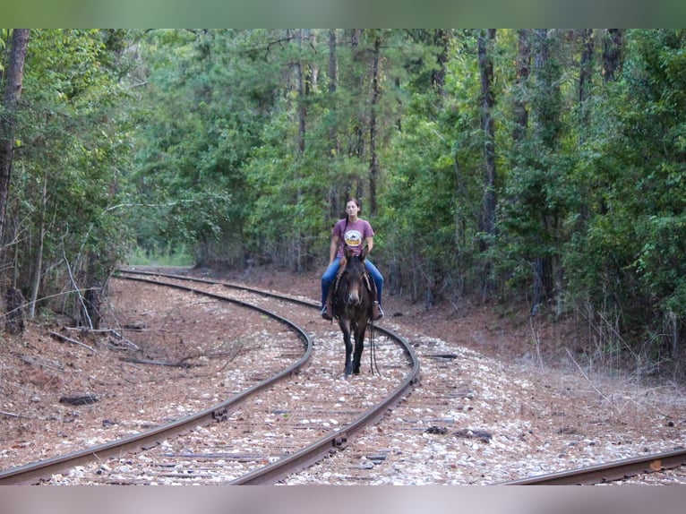 Mule Gelding 10 years 14,2 hh Bay in Rusk TX