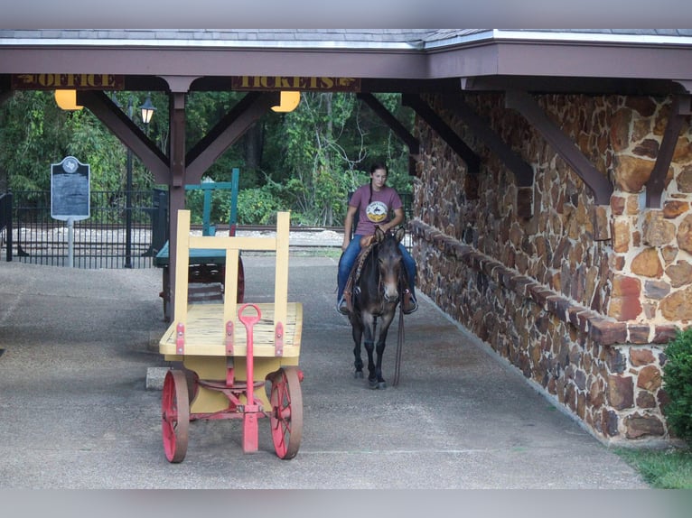 Mule Gelding 10 years 14,2 hh Bay in Rusk TX