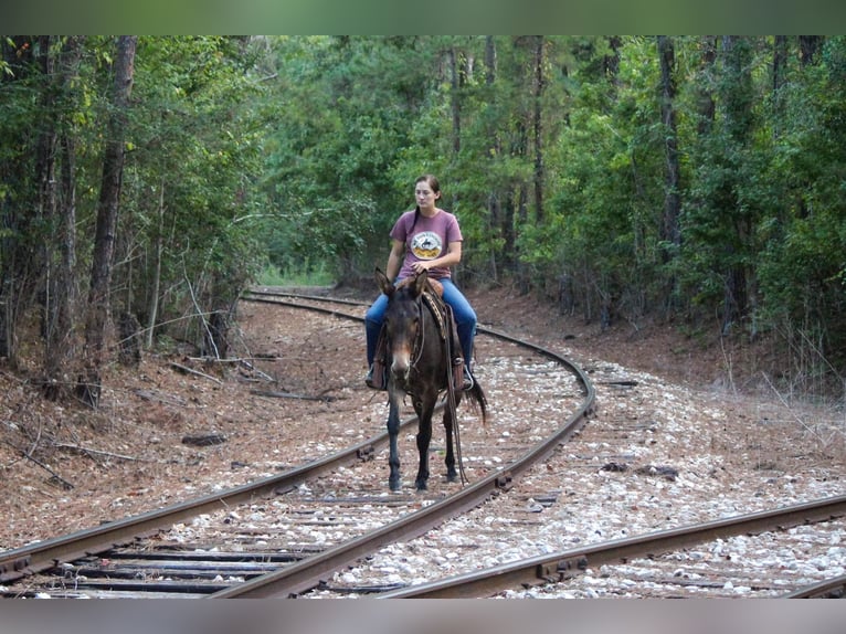 Mule Gelding 10 years 14,2 hh Bay in Rusk TX