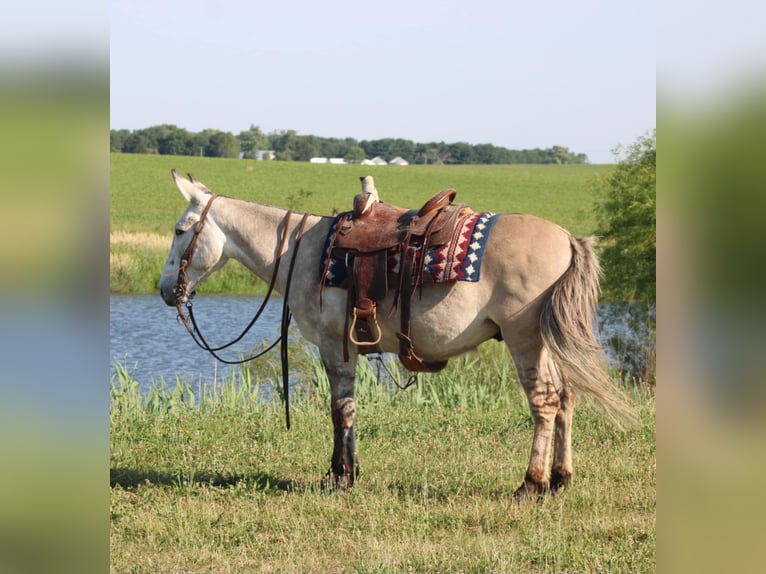 Mule Gelding 10 years 14.2 hh Dun in Charleston IL