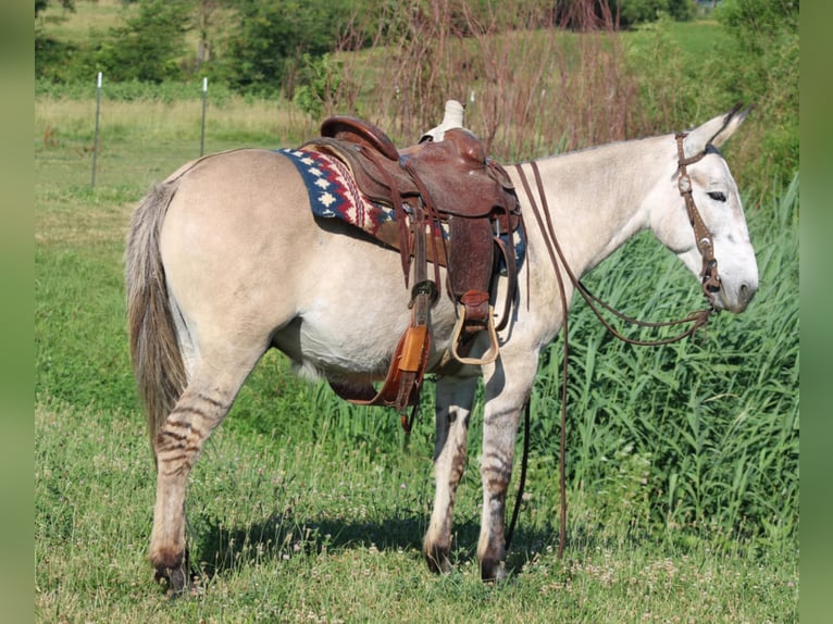 Mule Gelding 10 years 14.2 hh Dun in Charleston IL